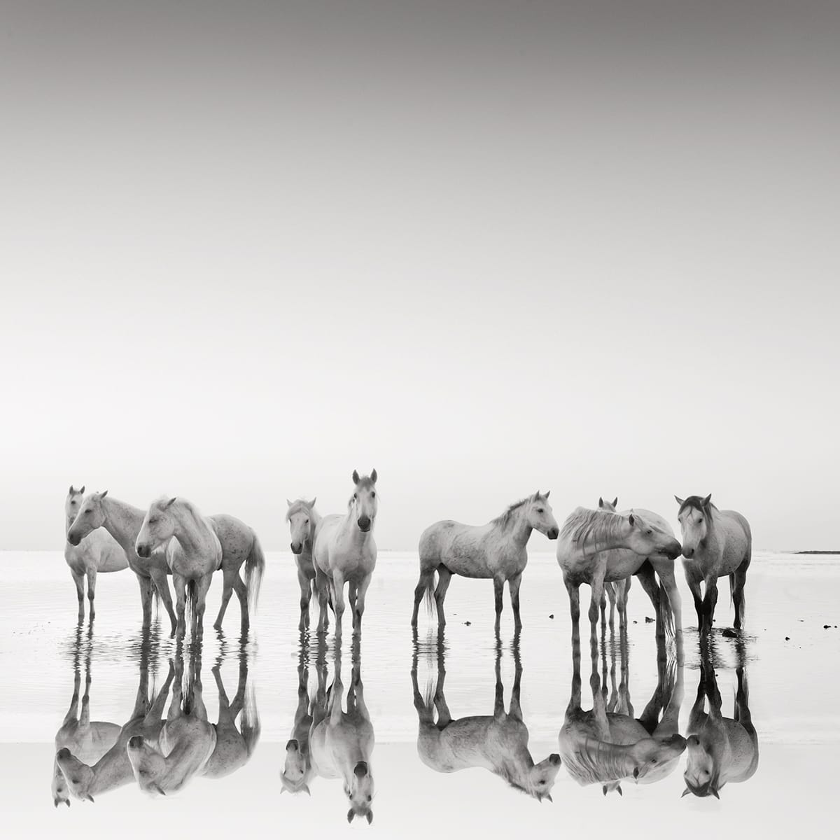 Jonathan Critchley - Horses - LEE Filters